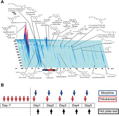 Yokukansan Inhibits the Development of Morphine Tolerance by Regulating Presynaptic Proteins in DRG Neurons